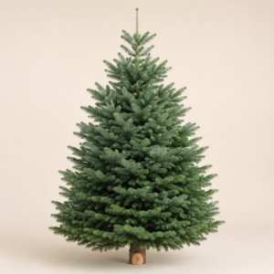 Sapin Nordmann coupé du Morvan