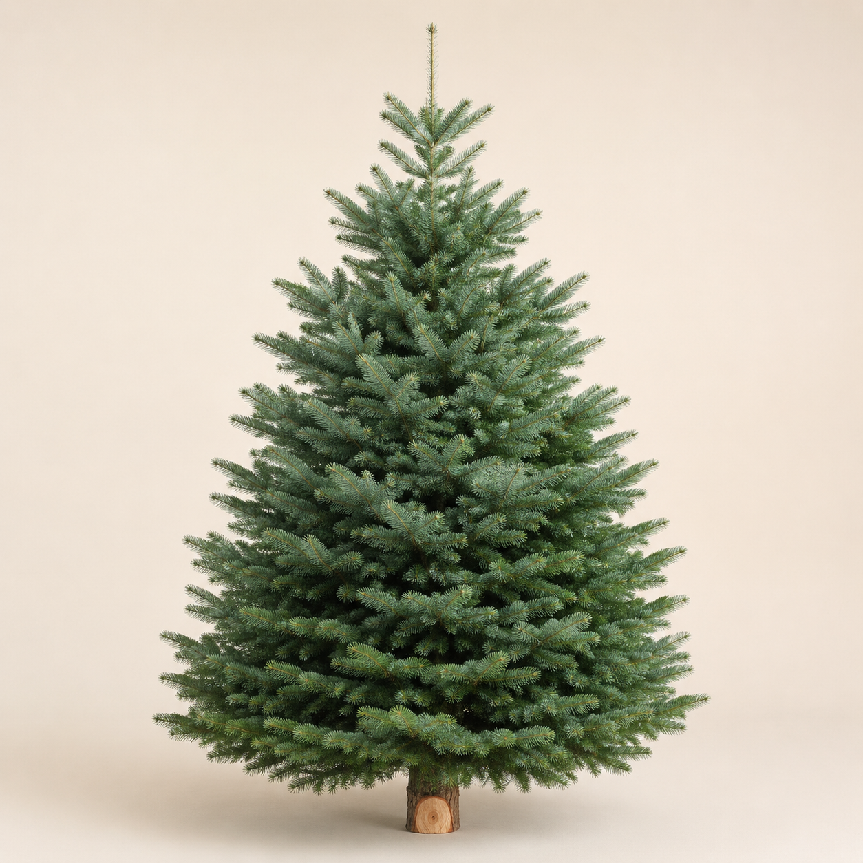 Sapin Nordmann coupé du Morvan